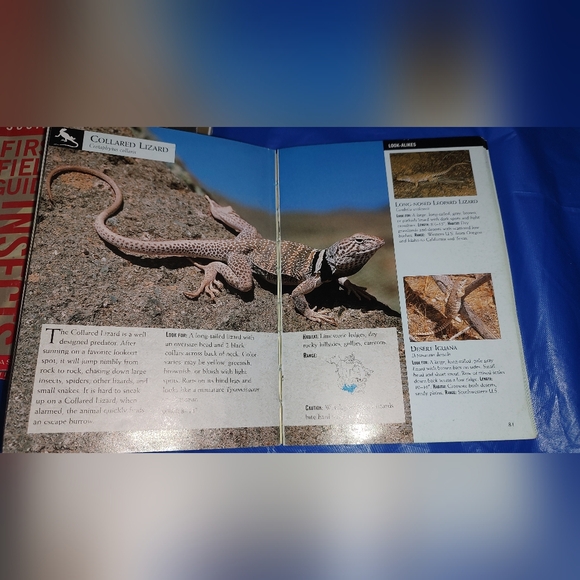 Scholastic National Audubon First Field Guide Reptiles, Insects, and Mammals - Picture 13 of 16